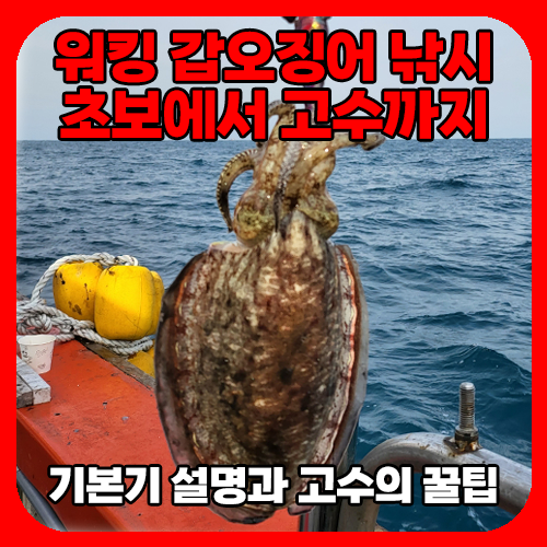 갑오징어